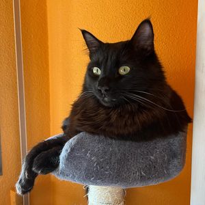 Image post by @brunrik.and.pyrene.ragdolls on Instagram