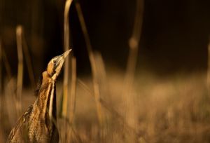 Image post by @rspb on Instagram