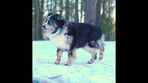 Video post by @walkinpets on YouTube