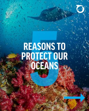 Image post by @oceana on Instagram