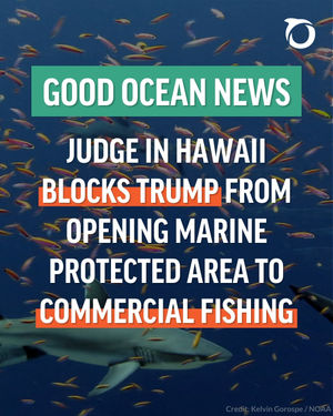 Image post by @oceana on Instagram