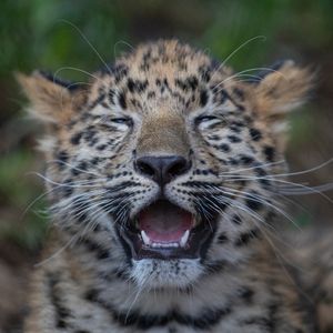 Image post by @sandiegozoo on Instagram