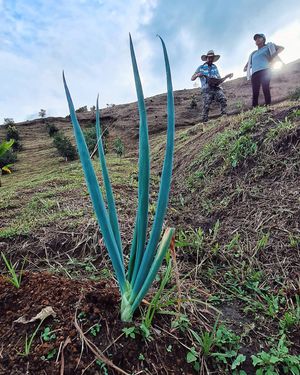 Image post by @vamospuesandres on Instagram