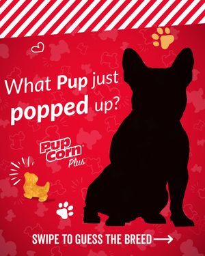 Image post by @pupcorntreats on Instagram