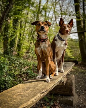 Image post by @susangarrettdogsthat on Instagram