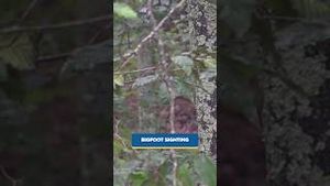 Video post by @kmphfox26 on YouTube