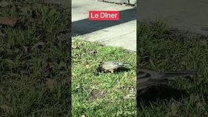 Video post by @howardruns on YouTube