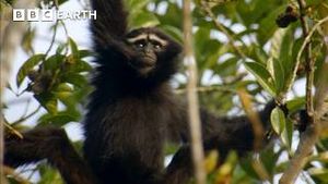 Video post by @bbcearth on YouTube