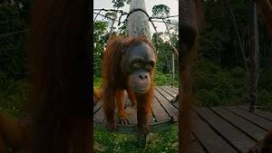 Video post by @appletv on YouTube