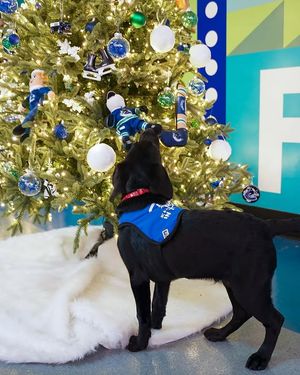 Image post by @canuckspup on Instagram