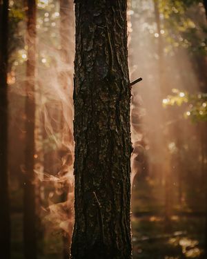 Image post by @tanczacachmura on Instagram