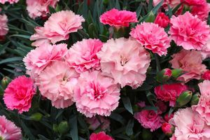 Image post by @rogersgardens on Instagram