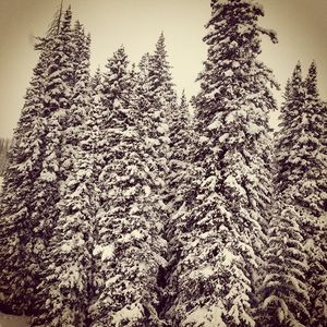 Image post by @skicrestedbutte on Instagram
