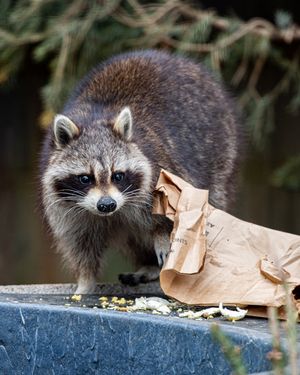 Image post by @thetorontozoo on Instagram