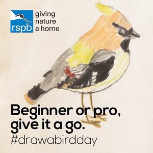 Image post by @rspb on Instagram