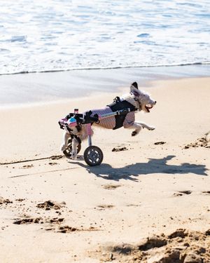 Image post by @walkinpets on Instagram