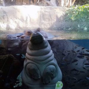 Image post by @sandiegozoo on Instagram