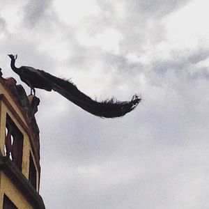 Image post by @sartajpanu on Instagram