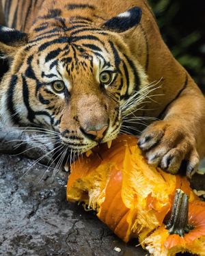 Image post by @sandiegozoo on Instagram