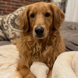 Image post by @thegoldenbreakfastclub on Instagram