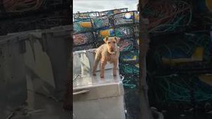 Video post by @accuweather on YouTube