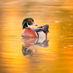 Image post by @animalplanet on Instagram