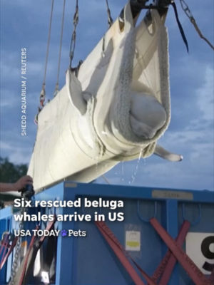 Video post by @usatoday on TikTok