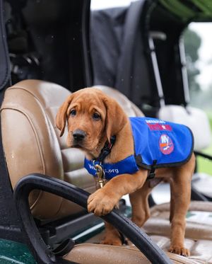Image post by @nyislespup on Instagram