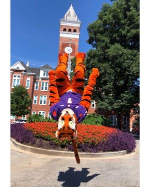 Image post by @thetiger_cu on Instagram