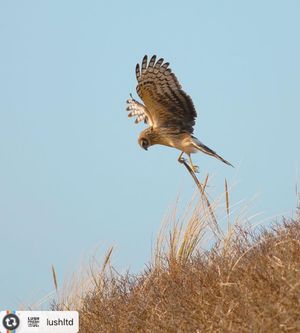 Image post by @rspb on Instagram