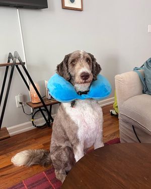 Image post by @floofy.coopy.doodle on Instagram
