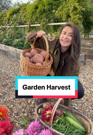 Video post by @gardeningwithlou on TikTok
