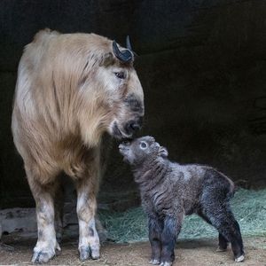 Image post by @sandiegozoo on Instagram