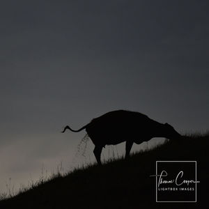 Image post by @lightboximages on Instagram