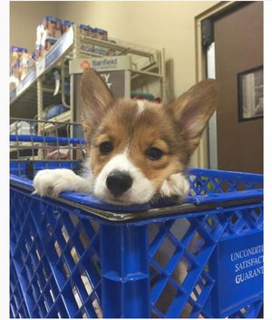 Image post by @PetSmart on Twitter