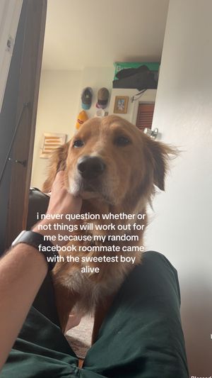 Video post by @benchipman5 on TikTok