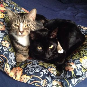 Image post by @PetSmart on Twitter/X