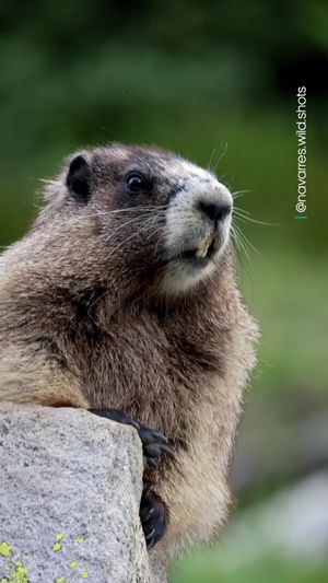 Video post by @bbcearth on Instagram