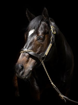 Image post by @juddmonte on Instagram