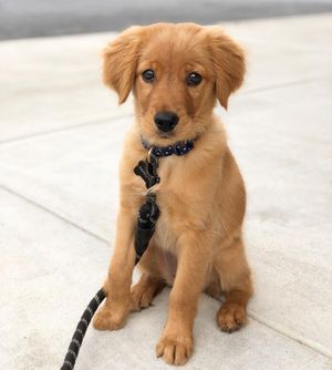 Image post by @pancake.thegolden on Instagram
