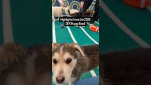 Video post by @denver8tv on YouTube