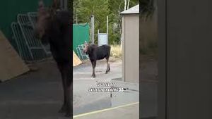 Video post by @olympics on YouTube