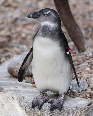 Image post by @sandiegozoo on Instagram