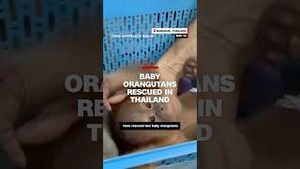 Video post by @cnn on YouTube