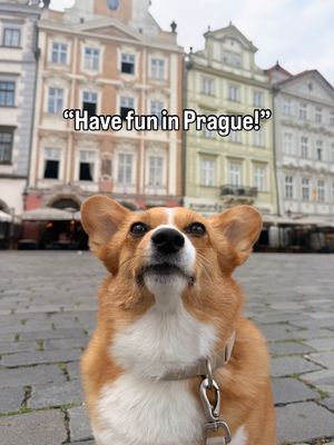 Image post by @ziggy_thecorg on Instagram