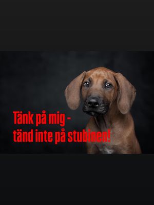 Image post by @det_goda_hundagarskapet on Instagram