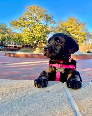Image post by @eastcarolinauniv on Instagram