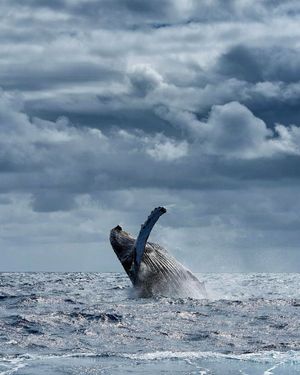 Image post by @sealegacy on Instagram