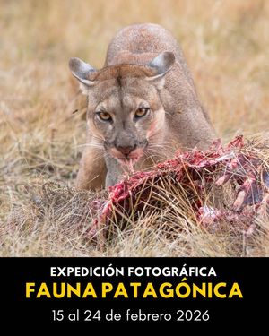 Image post by @fauna.patagonia on Facebook