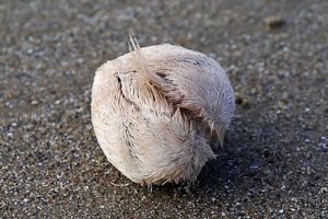 Image post by @calacademy on Instagram